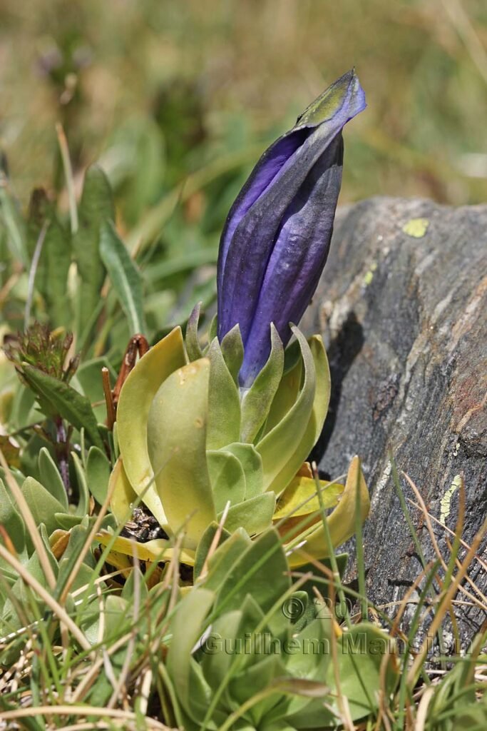 Gentiana alpina