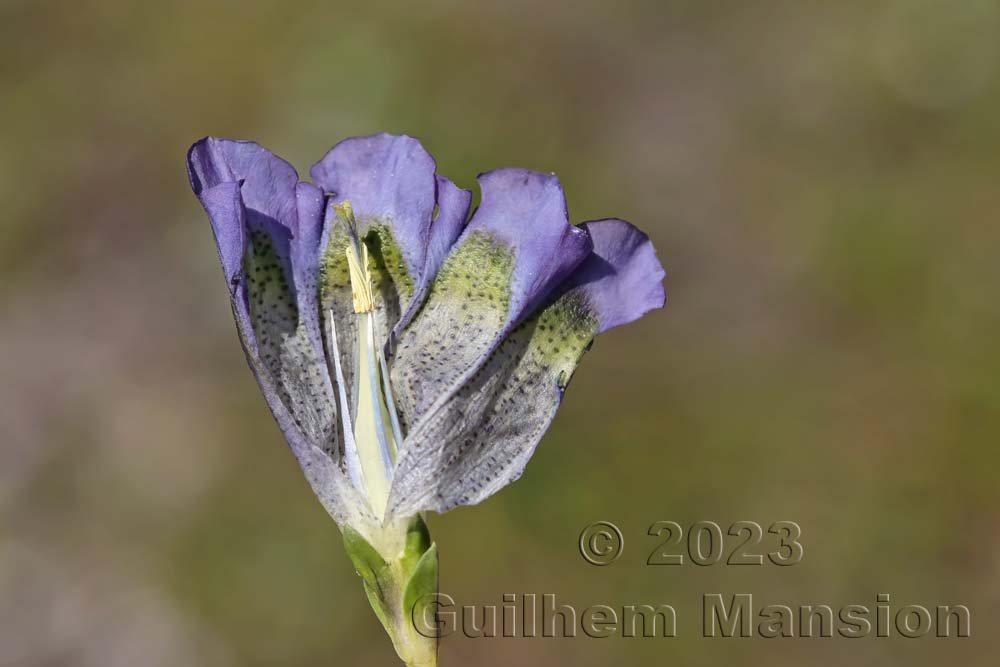 Gentiana alpina