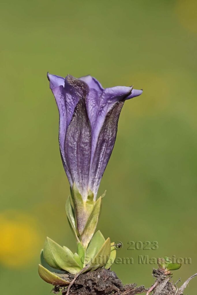Gentiana alpina