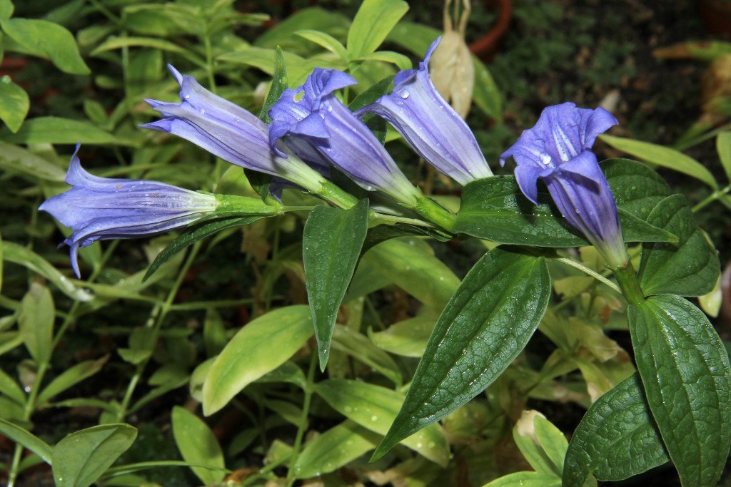 Gentiana asclepiadea