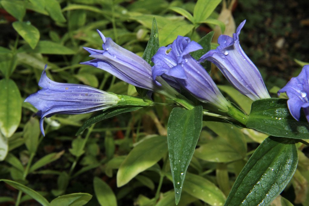 Gentiana asclepiadea