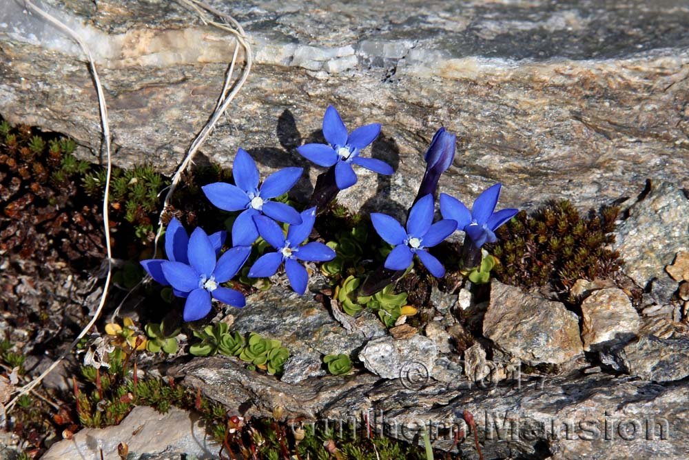 Gentiana bavarica