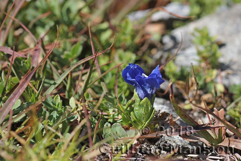 Gentiana bavarica