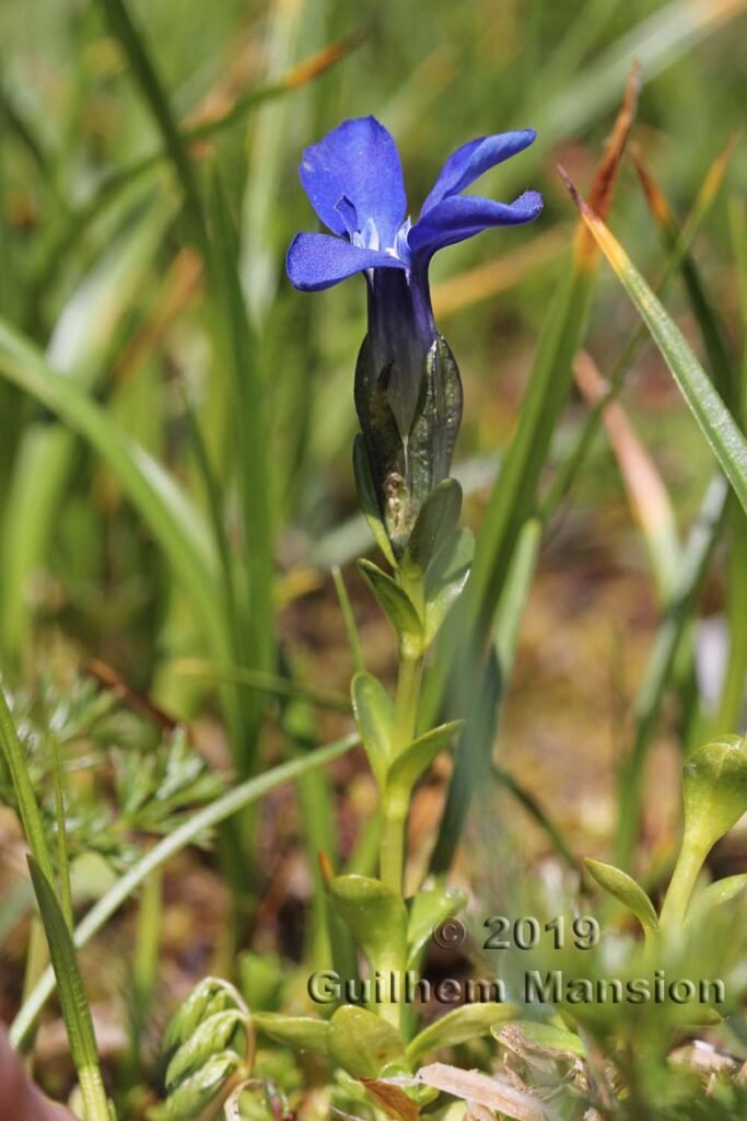 Gentiana bavarica