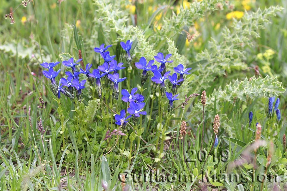 Gentiana bavarica
