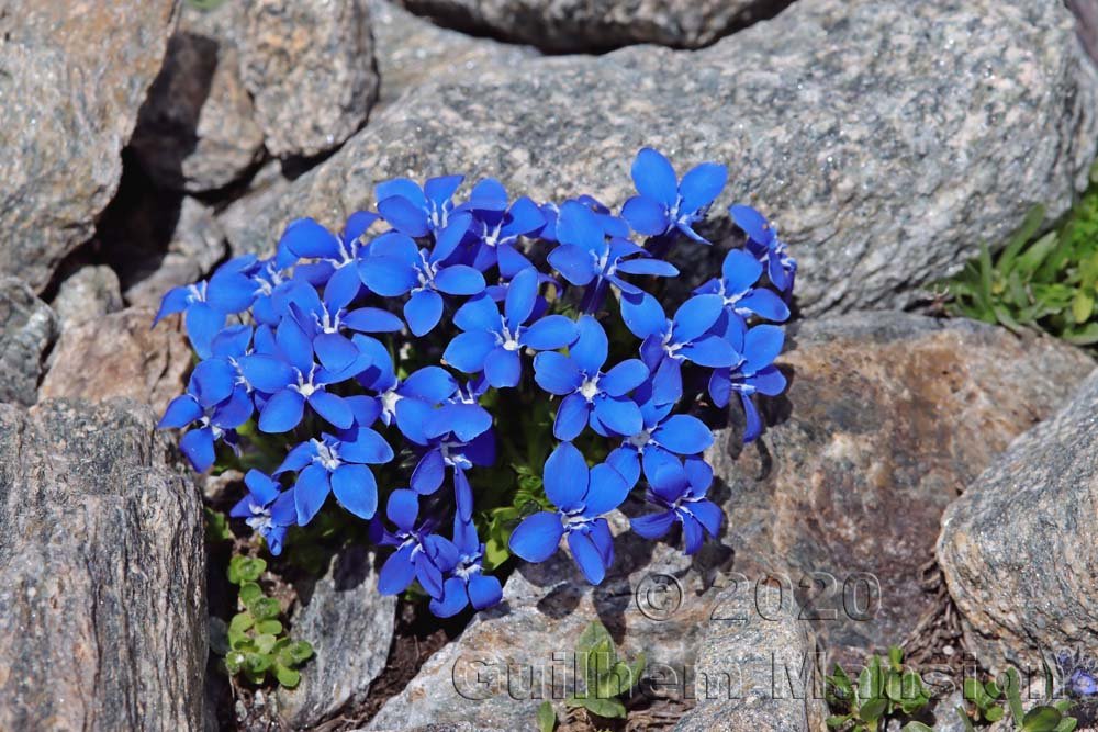 Gentiana bavarica