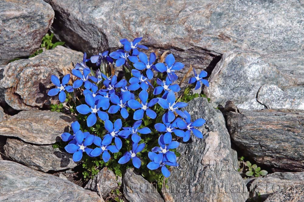 Gentiana bavarica