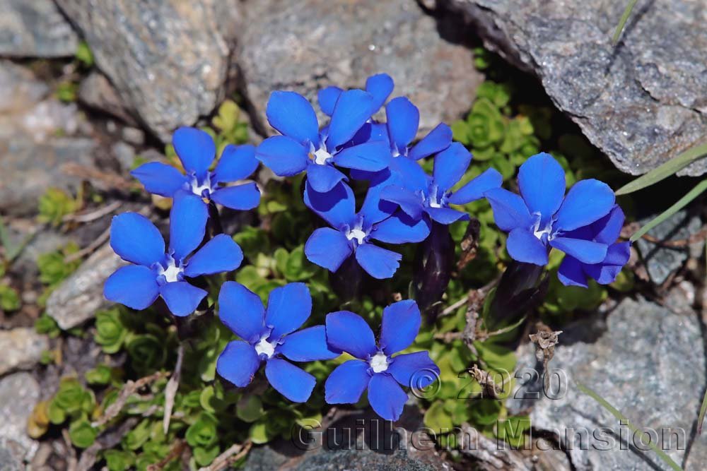Gentiana bavarica