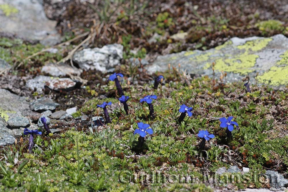 Gentiana bavarica subsp. subacaulis
