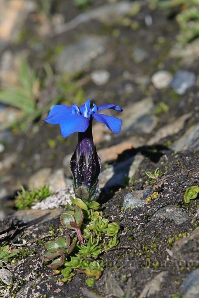 Gentiana bavarica subsp. subacaulis