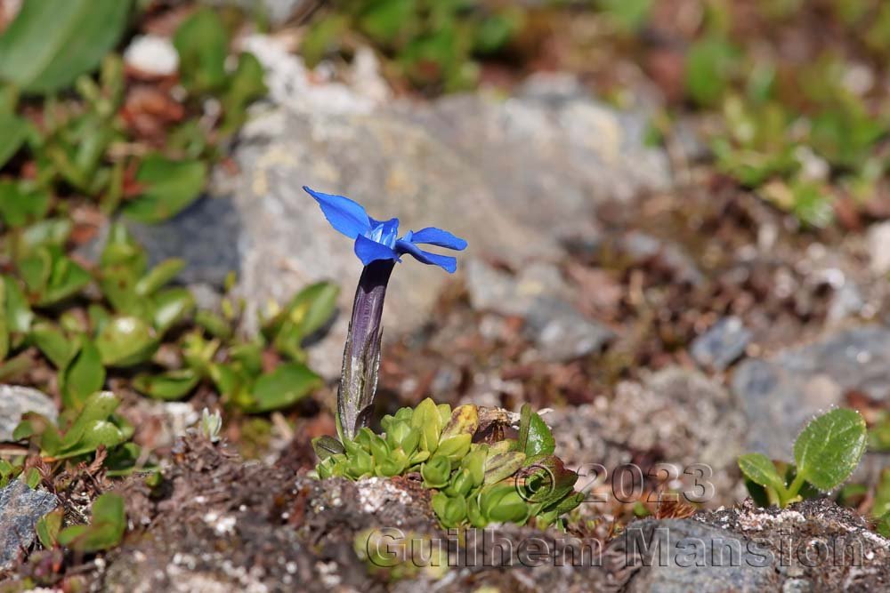 Gentiana brachyphylla