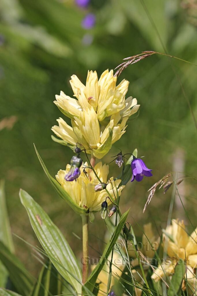 Gentiana burseri