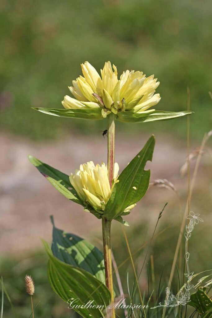 Gentiana burseri