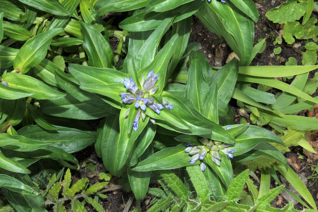 Gentiana cruciata