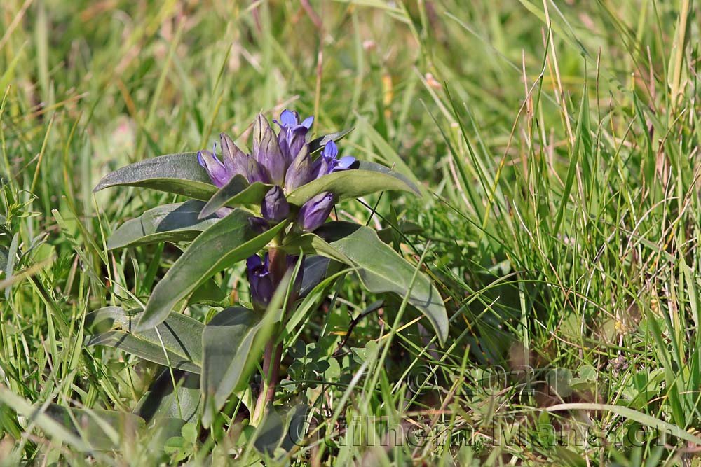Gentiana cruciata