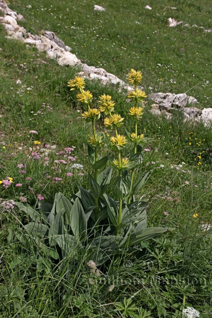 Gentiana lutea