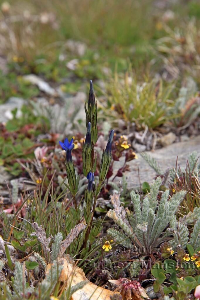 Gentiana nivalis