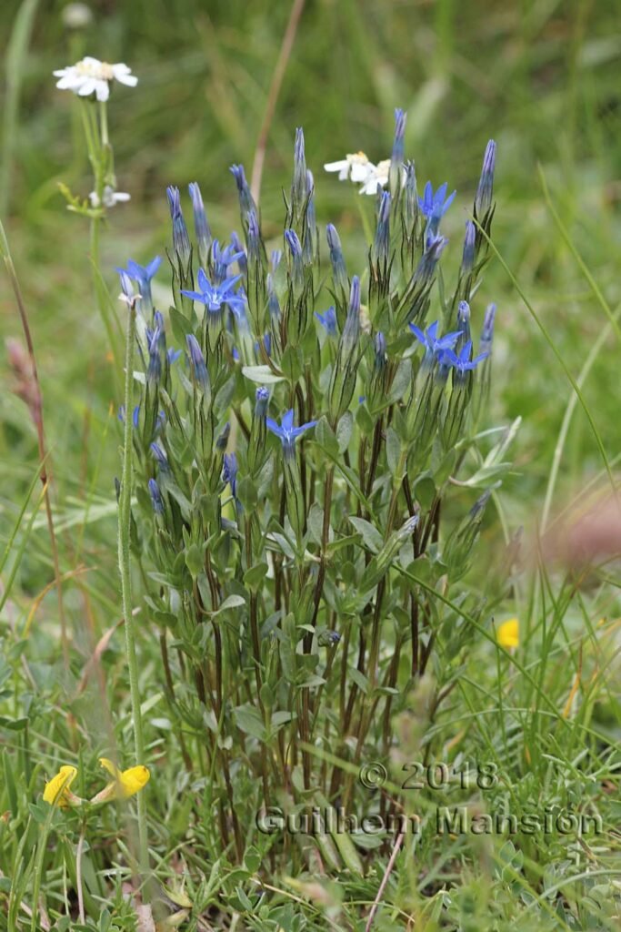 Gentiana nivalis