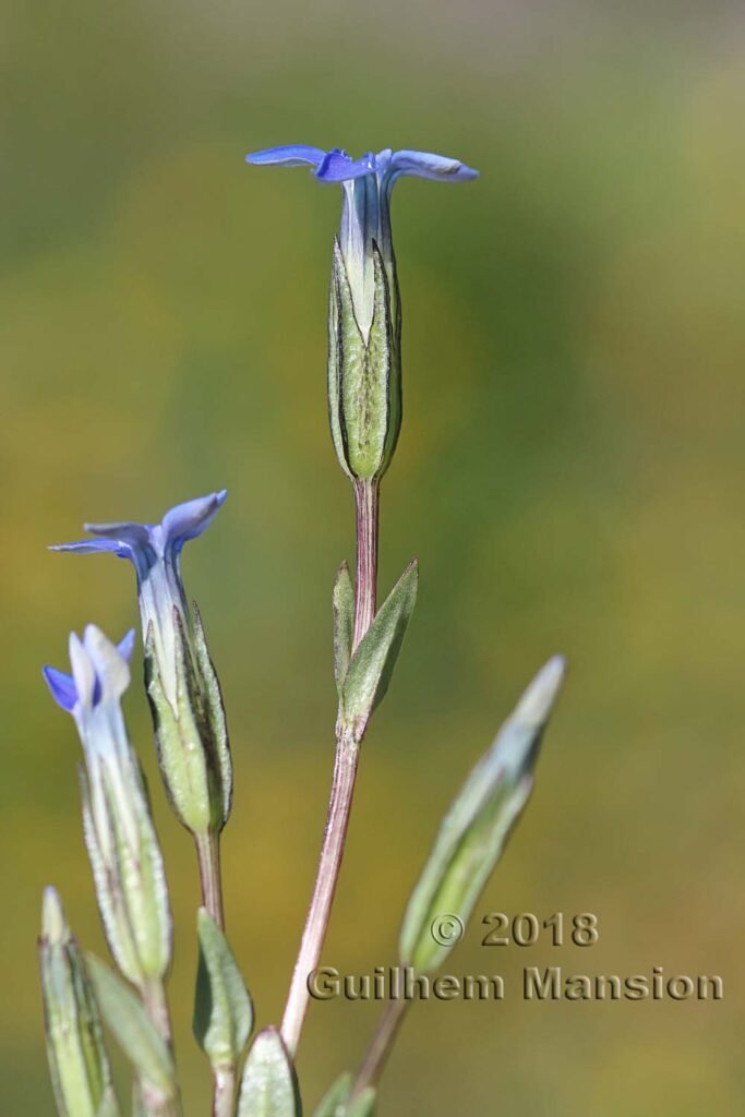Gentiana nivalis