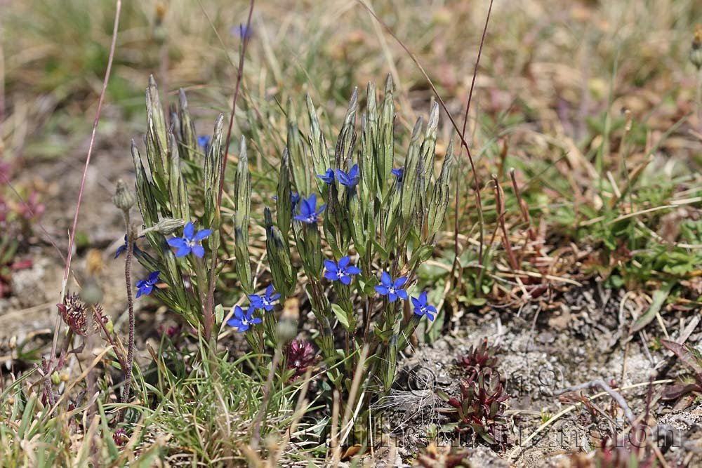Gentiana nivalis