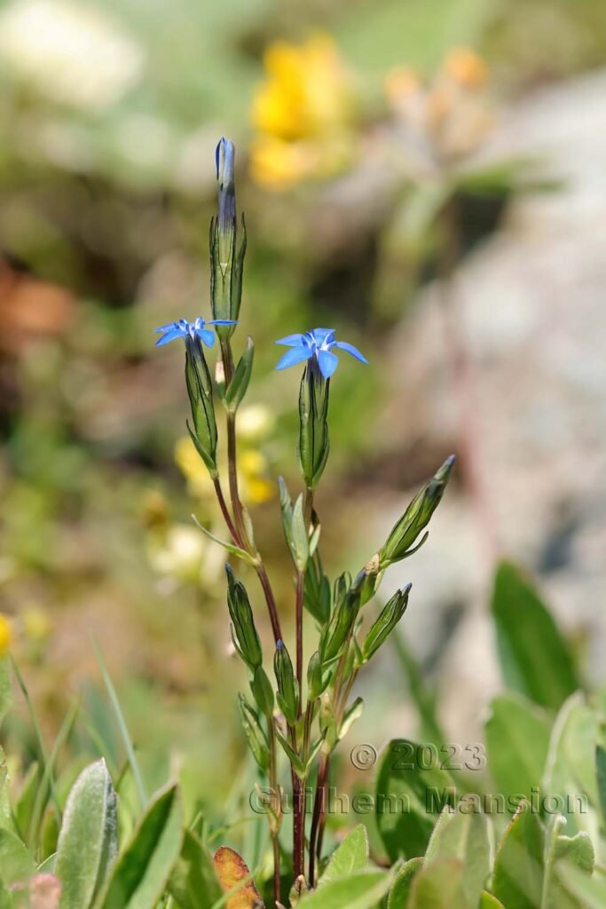 Gentiana nivalis