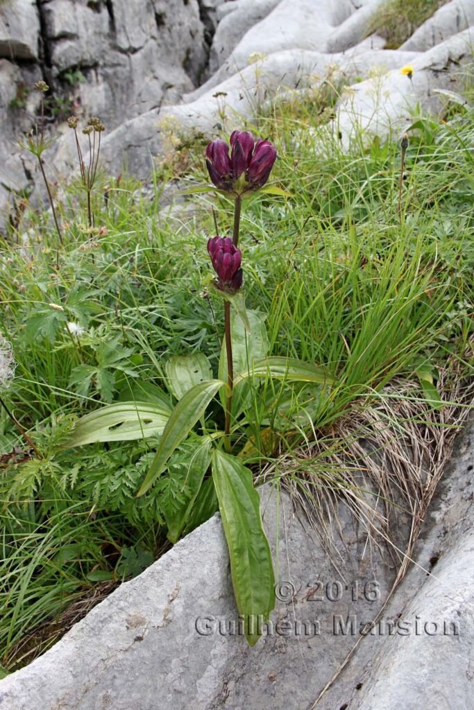 Gentiana pannonica