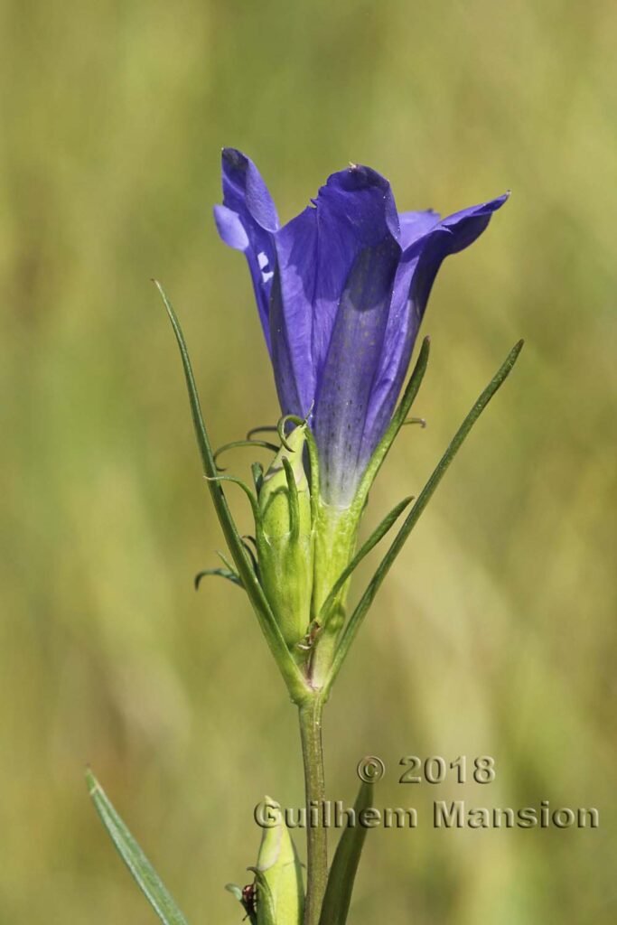 Gentiana pneumonanthe