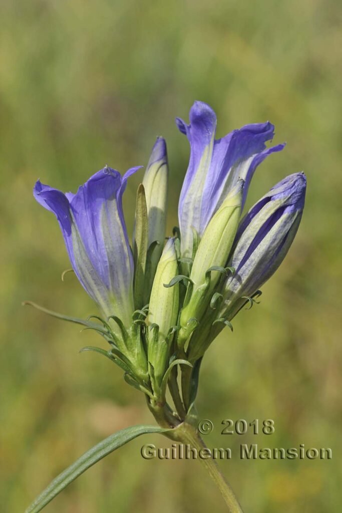 Gentiana pneumonanthe