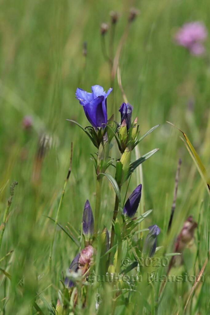 Gentiana pneumonanthe