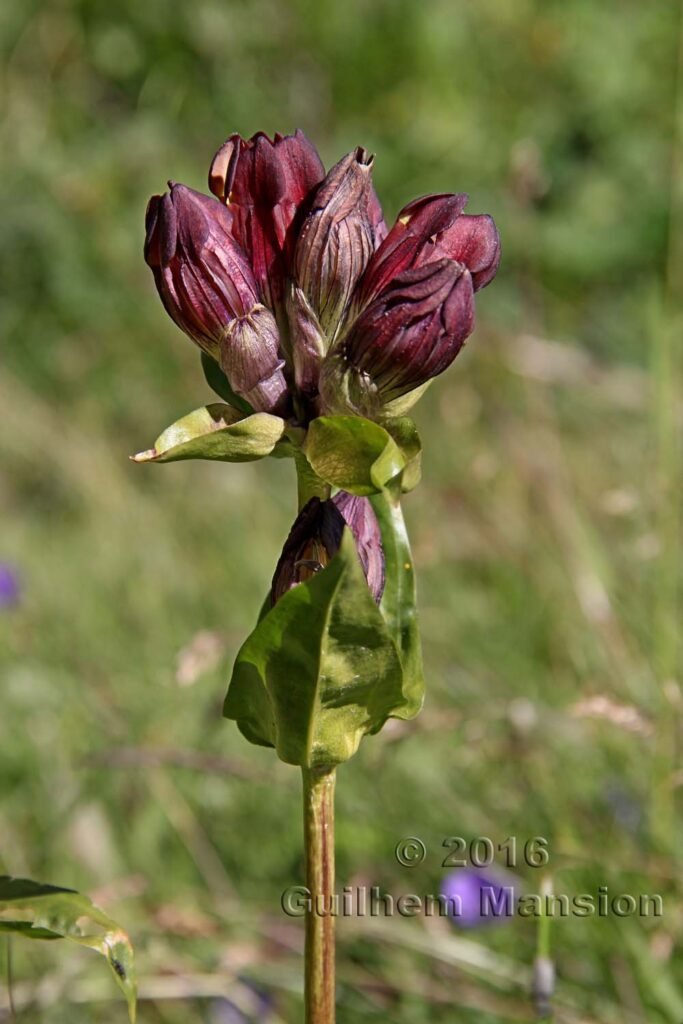 Gentiana purpurea
