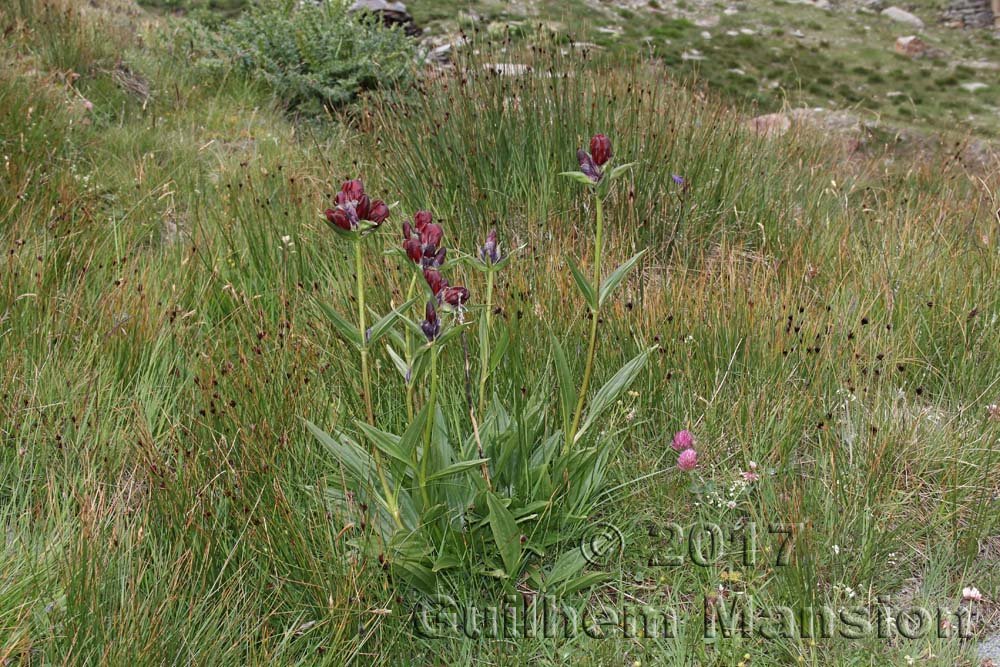 Gentiana purpurea
