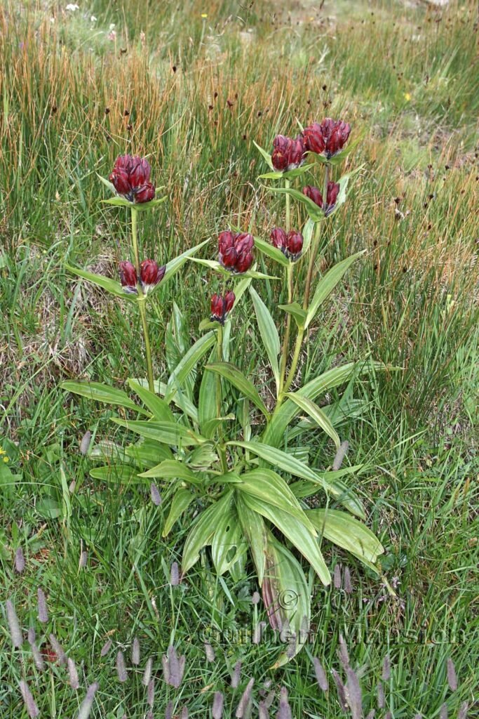 Gentiana purpurea