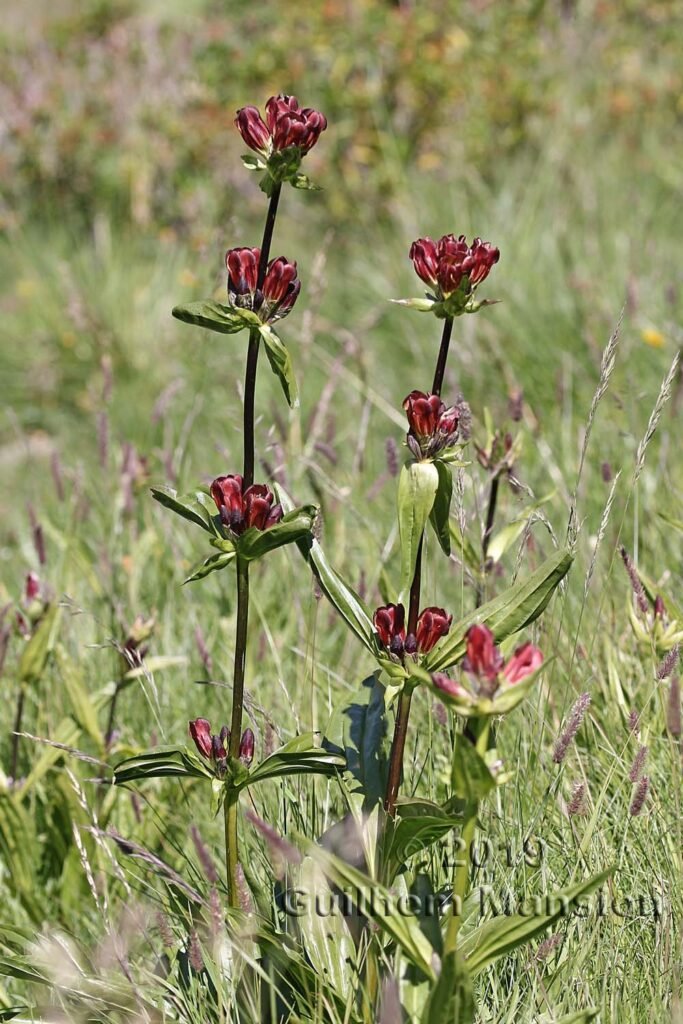 Gentiana punctata