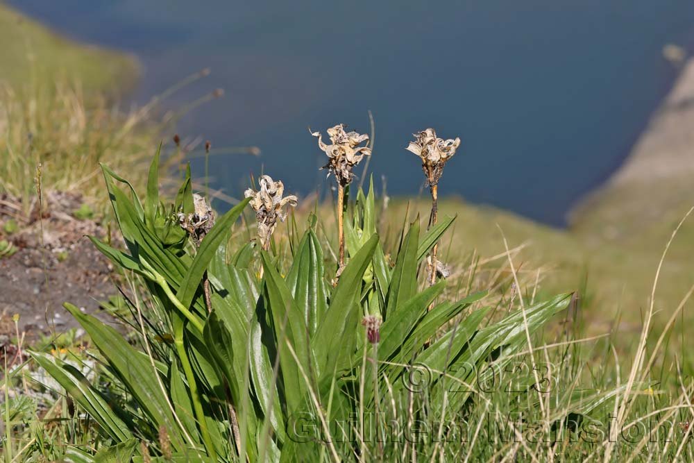 Gentiana purpurea