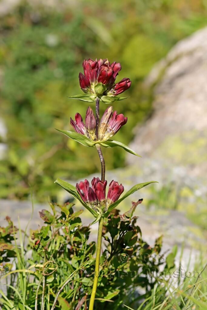 Gentiana purpurea