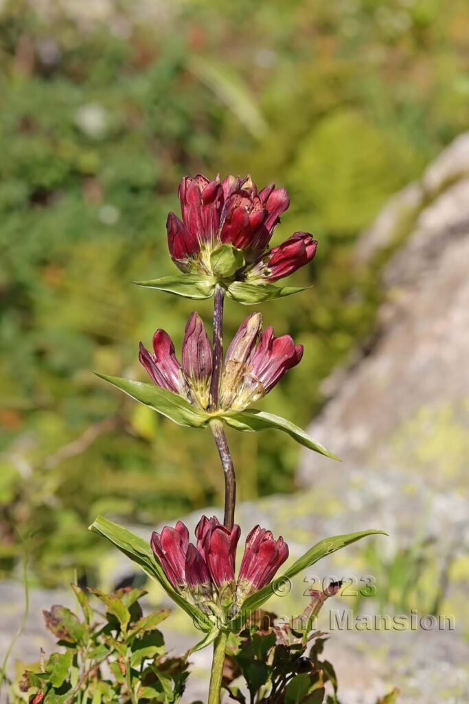 Gentiana purpurea