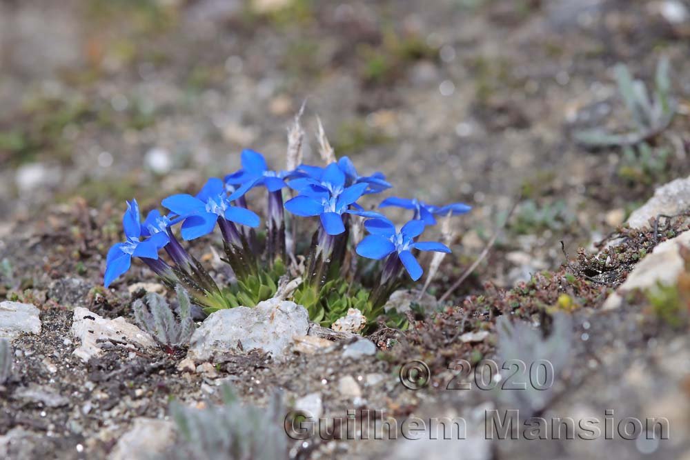 Gentiana schleicheri