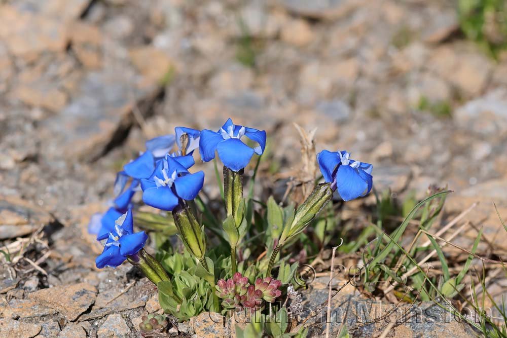 Gentiana schleicheri