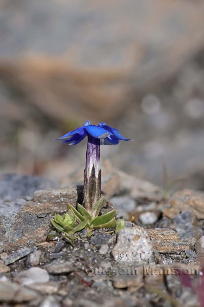 Gentiana schleicheri