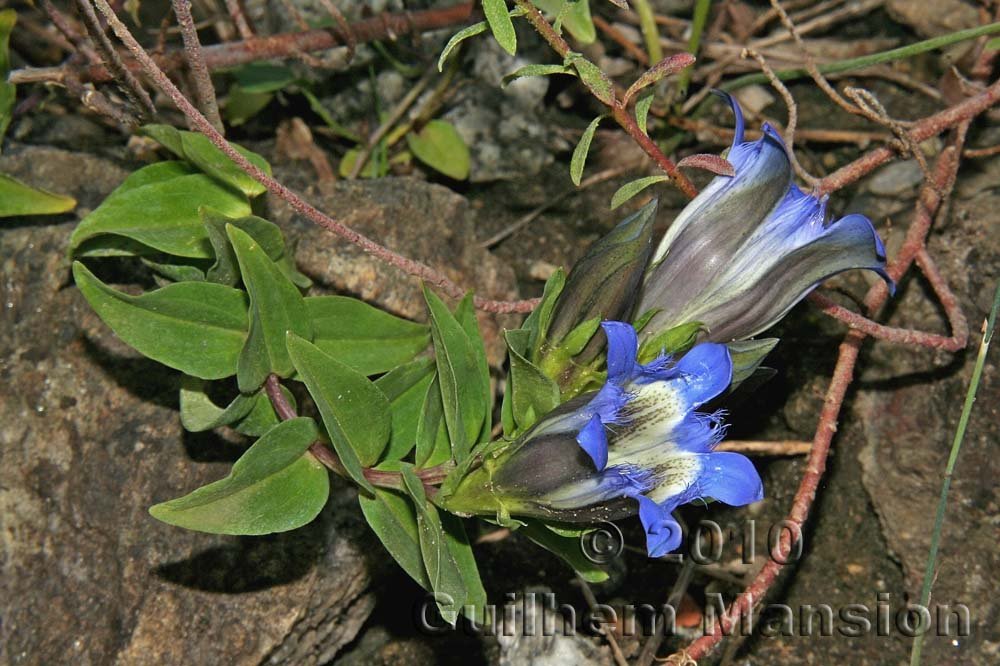 Gentiana septemfida