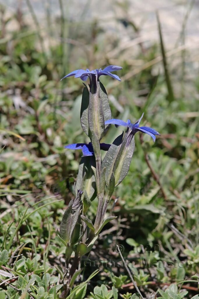 Gentiana utriculosa