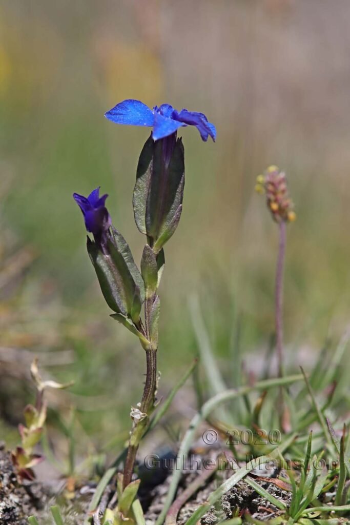 Gentiana utriculosa
