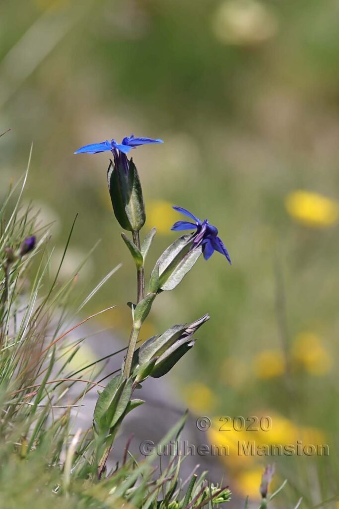 Gentiana utriculosa