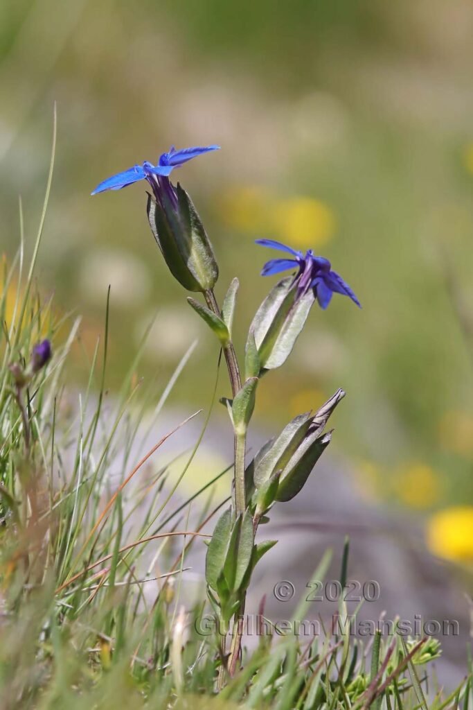 Gentiana utriculosa