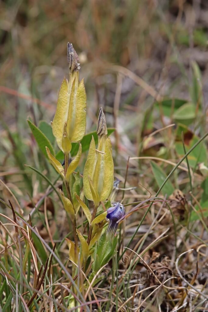 Gentiana utriculosa