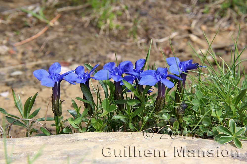 Gentiana verna