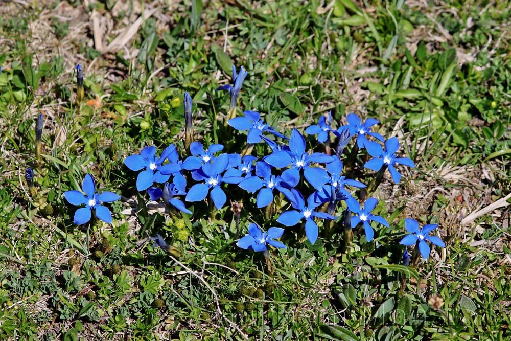 Gentiana verna