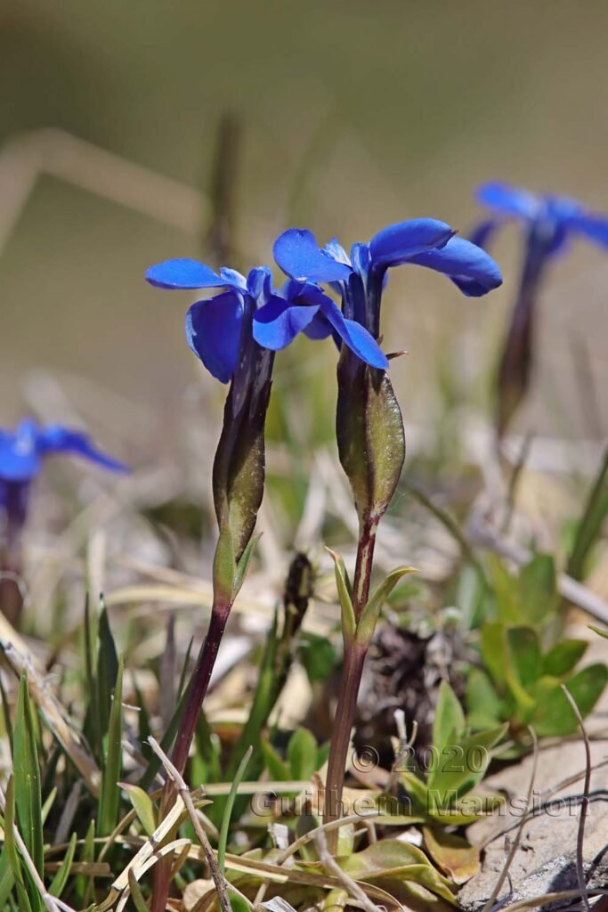 Gentiana verna
