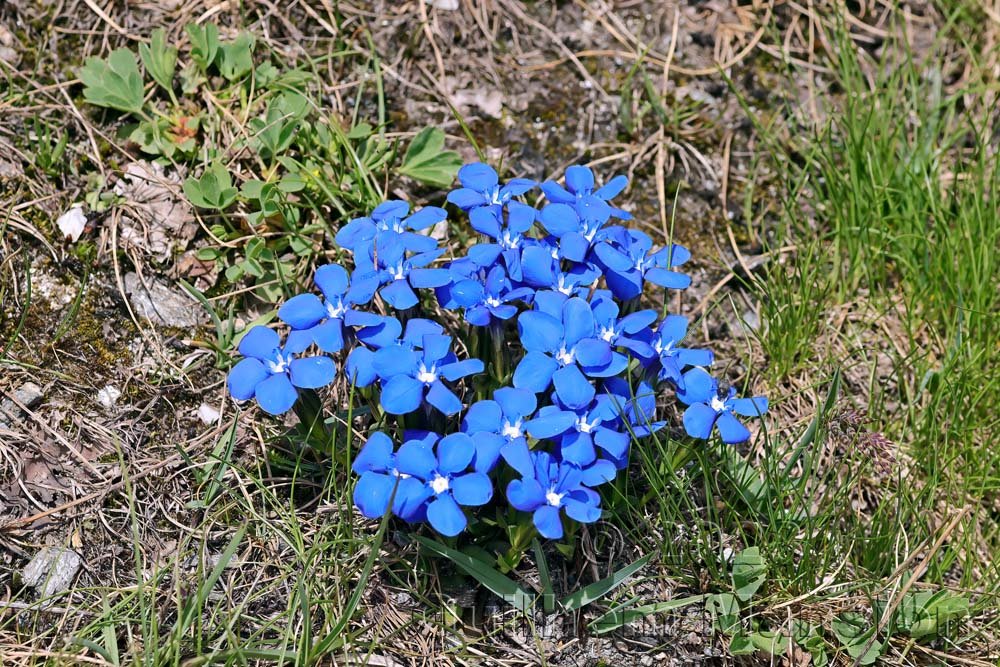 Gentiana verna