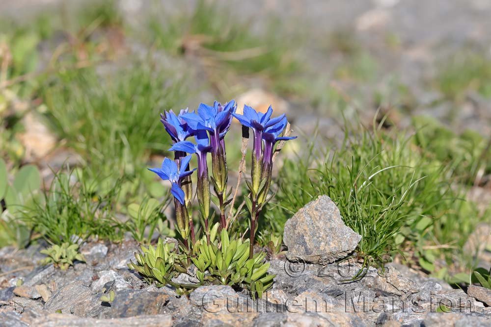Gentiana verna